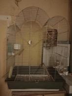 Grote  vogelkooi, Enlèvement, Cage à oiseaux