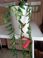 hangplant in bloei, Ophalen