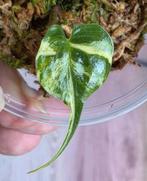 Alocasia stingray aurea, Huis en Inrichting, Kamerplanten, Ophalen
