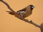 Spitsstaartbronzeman - Lonchura striata swinhoei, Dieren en Toebehoren, Meerdere dieren, Tropenvogel, Geringd