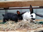 Reuzevlinder (Lotharinger), Dieren en Toebehoren, Konijnen, Meerdere dieren, Groot, 0 tot 2 jaar
