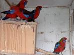 Penanten, Meerdere dieren, Parkiet, Geringd