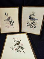 LOT  ANCIENNES GRAVURES  OISEAUX, Enlèvement ou Envoi