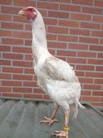 Shamo, Dieren en Toebehoren, Pluimvee