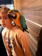 Handtamme ara man te ruil A klasse, Fietsen en Brommers, Brommers | Vespa, Ophalen