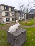 Vlamese Reus, Dieren en Toebehoren, Mannelijk