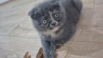 Scottish fold korthaar kitten