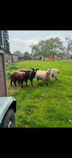 4 ooien, Dieren en Toebehoren