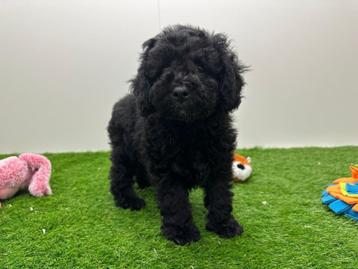Nids de chiots Caniches nains, Caniche, Plusieurs, Parvovirose, Belgique