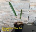 Geurende Orchidee Brassocattleya Yellow Bird Tiger Tail, Ophalen of Verzenden