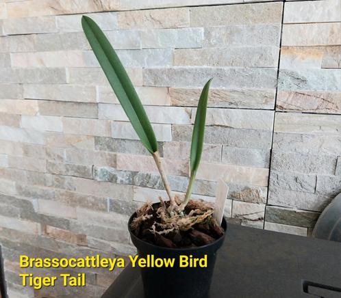 Orchidée Parfumée Brassocattleya Yellow Bird Tigertail, Maison & Meubles, Plantes d'intérieur, Enlèvement ou Envoi