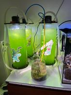 Phytoplankton Synechococus, Dieren en Toebehoren, Ophalen