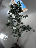 Grote Ficus Benjamina (kamerplant) – 2,2 meter, Ophalen, Zo goed als nieuw, Binnen
