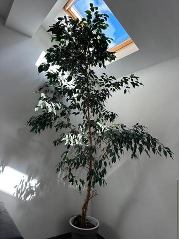 Grote Ficus Benjamina (kamerplant) – 2,2 meter beschikbaar voor biedingen