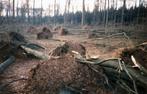 Verzagen van omgevallen bomen, dode bomen. Nijlen-Westerlo., Enlèvement ou Envoi