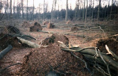 Verzagen van omgevallen bomen, dode bomen. Nijlen-Westerlo., Jardin & Terrasse, Plantes | Arbres, Enlèvement ou Envoi