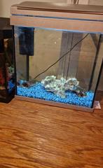 Aquarium met kreeft ( procambarus alleni ), Dieren en Toebehoren, Ophalen, Gebruikt