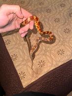 Serpent de ble, Dieren en Toebehoren, Reptielen en Amfibieën