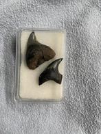 2 rares Parotodus benedeni d'Anvers, Collections, Minéraux & Fossiles, Fossile, Enlèvement ou Envoi