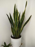 Sanseveria, 1m hoog, Ophalen