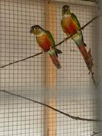 2 jonge pyrrhura’s beschikbaar, Animaux & Accessoires, Sexe inconnu, Perruche, Bagué