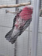 Kweekman Rosè kaketoe en een prachtige..., Dieren en Toebehoren, Mannelijk, Papegaai