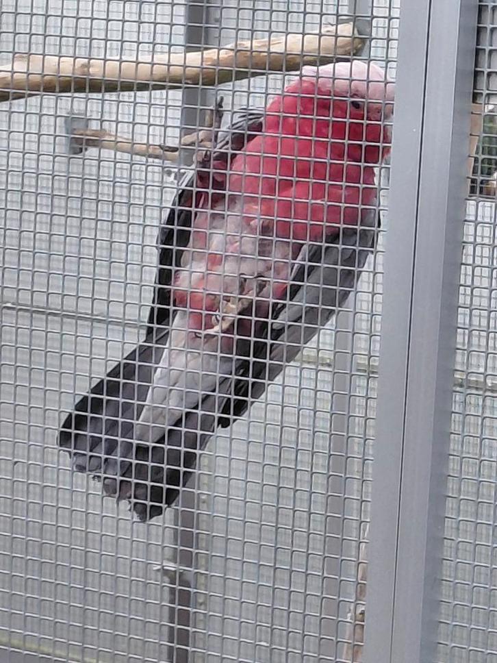 Kweekman Rosè kaketoe en een prachtige..., Dieren en Toebehoren, Vogels | Parkieten en Papegaaien, Papegaai, Mannelijk