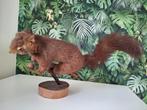 opgezette taxidermie eekhoorn, Verzamelen, Ophalen of Verzenden, Gebruikt, Overige soorten, Opgezet dier