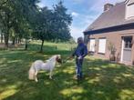 Prachtig mini paardje, Dieren en Toebehoren, Merrie, A pony (tot 1.17m), Gechipt, 0 tot 2 jaar