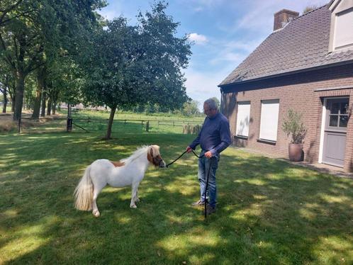 Prachtig mini paardje, Dieren en Toebehoren, Pony's, Merrie, A pony (tot 1.17m), 0 tot 2 jaar, Gechipt, Ontwormd