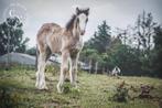Lief, sociaal en prachtig tinker/irish cob merrieveulen, Dieren en Toebehoren, Paarden, Minder dan 160 cm, Niet van toepassing