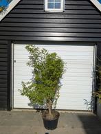 Acer palmatum Issai Nishiki Japanse esdoorn, Ophalen, Herfst