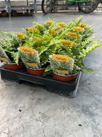 Dryopteris affinis ‘Crispa’ P10,5cm, Tuin en Terras, Planten | Tuinplanten, Ophalen, Vaste plant, Varens, Bloeit niet