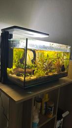 Superfish aquarium 21L, Dieren en Toebehoren, Vis, Zoetwatervis, Schoolvis