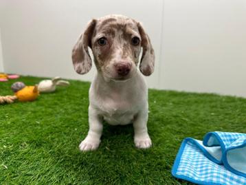 Chiots Teckels nains, Poils courts, Parvovirose, Plusieurs, Nain
