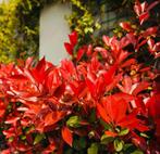 Photinia Red Robin (glansmispel) 60-80, Jardin & Terrasse, Plantes | Arbustes & Haies, Enlèvement ou Envoi, Haie