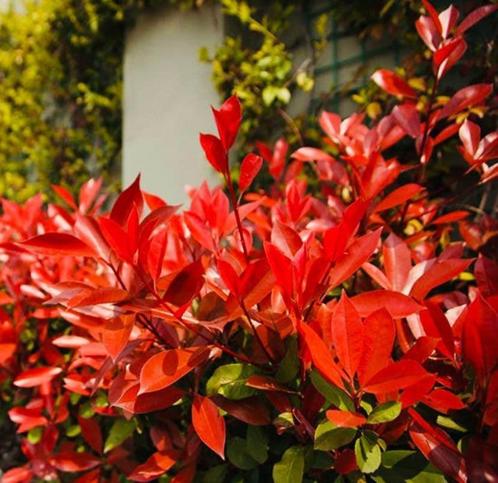 Photinia Red Robin (glansmispel) 60-80, Jardin & Terrasse, Plantes | Arbustes & Haies, Haie, Enlèvement ou Envoi