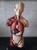 EDU TOYS Buste humain éducatif et démontable 27 cm, Enlèvement ou Envoi, Humain