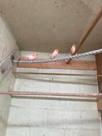 Rood mozaïek mannen, Dieren en Toebehoren