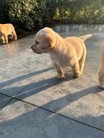 Mooie labrador pups, Dieren en Toebehoren, België, Fokker | Hobbymatig, 8 tot 15 weken, Labrador retriever