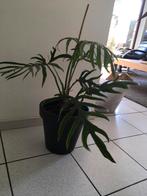 Philodendron Elegance/ vingerbladphilodendron, Ophalen