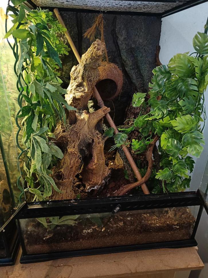 wimpergekko (M, 5j) met compleet ingericht terrarium, Animaux & Accessoires, Reptiles & Amphibiens, Autres espèces, 3 à 6 ans