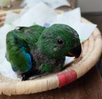 Edelpapegaai man, Mâle, Perroquet, Domestique