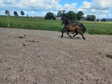 Friese veulens En fries x fell pony veulen