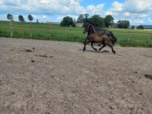 Friese veulens En fries x fell pony veulen, Animaux & Accessoires, Chevaux, Étalon, 0 à 2 ans, Avec puce électronique, Vermifugé