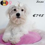 Zuzu, Maltezer pup - te koop (Belgisch), Dieren en Toebehoren, België, Maltezer, 15 weken tot 1 jaar, Handelaar