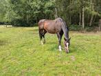 Fokmerrie/draagmerrie, Dieren en Toebehoren, Merrie, Gechipt, Dressuurpaard, 11 jaar of ouder
