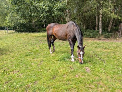 Fokmerrie/draagmerrie, Dieren en Toebehoren, Paarden, Merrie, 165 tot 170 cm, 11 jaar of ouder, Dressuurpaard, Met stamboom, Gechipt