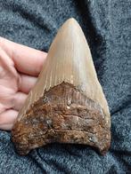 Megalodon tand 11,5cm, Ophalen of Verzenden, Fossiel