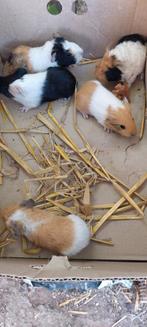Cavia, 5 stuks, geboren 20 juni 2025, Dieren en Toebehoren, Knaagdieren, Meerdere dieren, Cavia, Tam